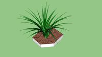 Chlorophytum - non flowering plant, spider plant , ground covers