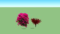 bougainvillae - flowering plant
