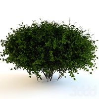 Bush continuation