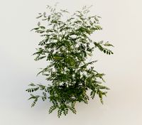 куст