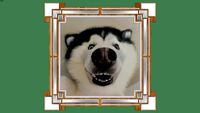 Framed husky