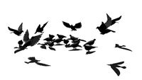 Doves