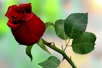 Red Rose 3D Model