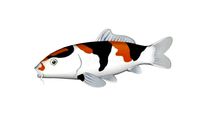 Koi Fish