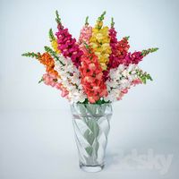 Snapdragon (Antirrinum)