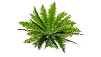 Polystichum setiferum