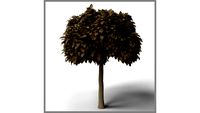 ROCKIT3D Tree Catalpa Bignioides (Concept)