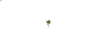 vegetacionsketchup