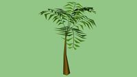 Tropical Queen Palm Tree 12ft