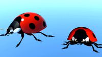 Coccinelle Beetle Ladybug