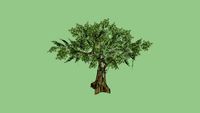 Banyan Tree 3D MODEL - Cây đa