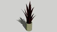 indoor plant // red plant