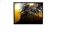 Quadro Paisagem Fotografia Natureza - Folha de Coqueiro, por Fellipe Urbano - Galeria Mango Arts