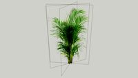 Palma Areca