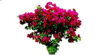 Land F/X - Shrubs - Vines and Espalier - Bougainvillea Hybrid 02 HD