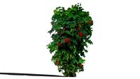 Land F/X - Shrubs - Upright - Nandina domestica - Heavenly Bamboo