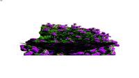 Land F/X - Shrubs - Spreading - Verbena canadensis
