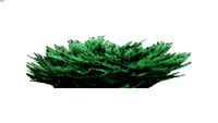 Land F/X - Shrubs - Spreading - Juniperus procumbens - Japanese Garden Juniper