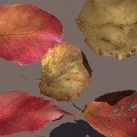 Autumn Fall Leafs PACK Low Poly 3d Model 3D Model