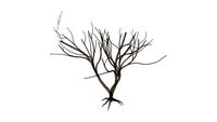 LIGUSTRUM Tree
