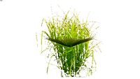 Land F/X - Shrubs - Perennials and Grasses - Carex muskingumensis - Palm Sedge