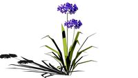 Land F/X - Shrubs - Perennials and Grasses - Agapanthus africanus - African lily