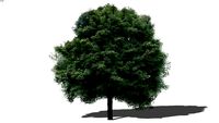 Land F/X - Tree - Deciduous - Acer saccharum