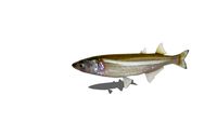 Sardine 3D fish
