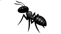 Ant