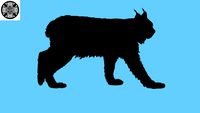 Lynx Silhouette V2