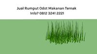 Jual Rumput Odot Pakan: Kambing, Sapi, Ayam, Entok 0812 3241 2221