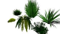 Vegetacion 3D/ Vegetation 3D