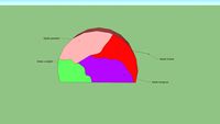 cerebro