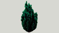 Taxus