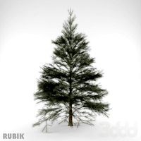 хвойные/Conifers