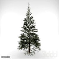 хвойные/Conifers