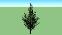 Baum