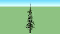 Baum