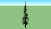 Baum