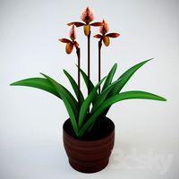 Orchid Pafiopedilum