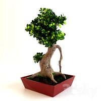 Bonsai Tree