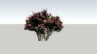 Crepe Myrtle