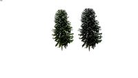 Araucaria araucana