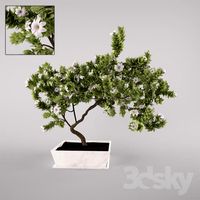 flowering tree
