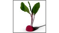 ROCKIT3D Raphanus raphanistrum sativus (Radish)