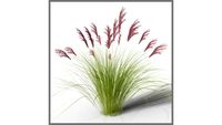 ROCKIT3D Miscanthus sinensis 0.75 m (Chinese silver grass)