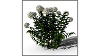 ROCKIT3D Hydrangea macrophylla 0.9 m white (Hortensia)