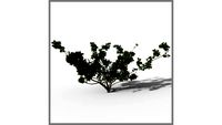ROCKIT3D Hamamelis mollis 0.85 m (Primavera)