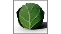 ROCKIT3D Brassica oleracea capitata (Cabbage)