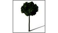 ROCKIT3D Acer campestre 2.7 m (Field maple)